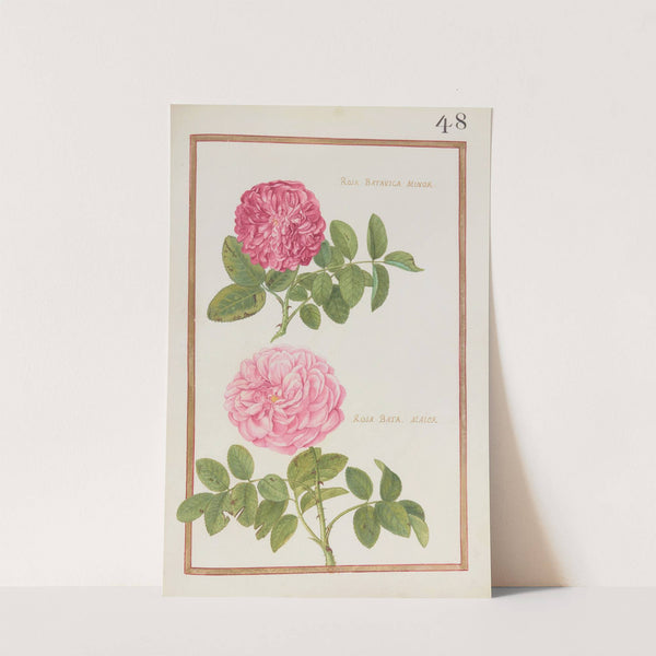 Rosa batavica minor ; rosa bata. maior (1624) by Daniel Rabel