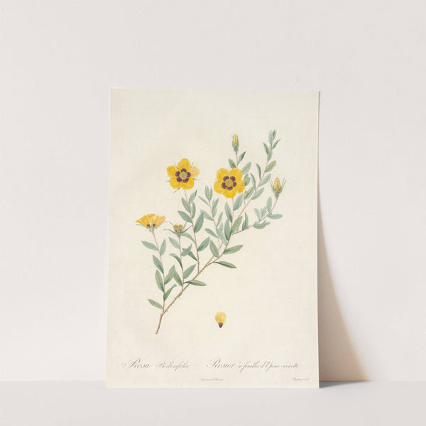 Rosa Berberifolia by Pierre Joseph Redouté