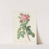 Rosa Bifera Macrocarpa (1817 - 1824) by Pierre Joseph Redouté