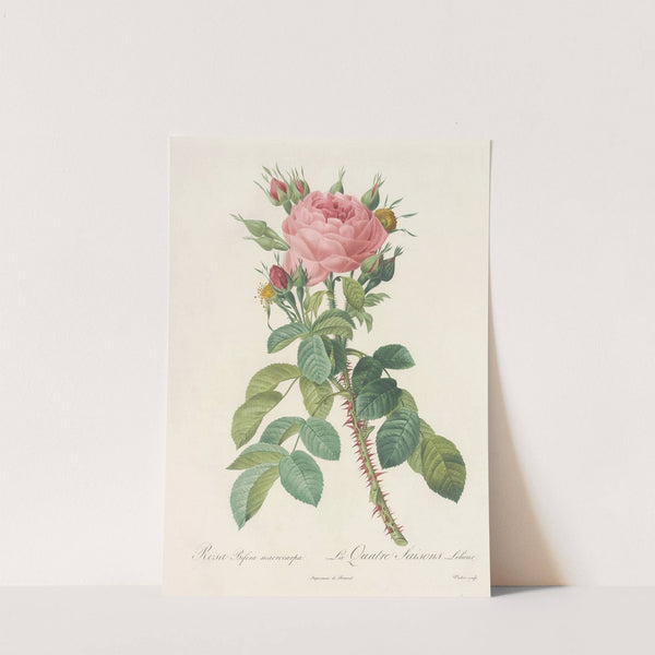 Rosa Bifera Macrocarpa (1817 - 1824) by Pierre Joseph Redouté