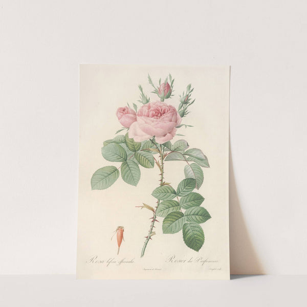 Rosa bifera Officinalis (1817 - 1824) by Pierre Joseph Redouté