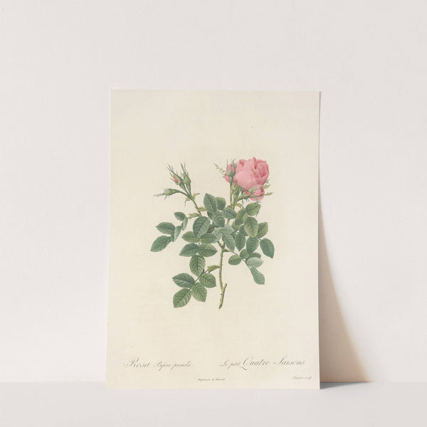 Rosa Bifera Pumila by Pierre Joseph Redouté