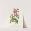 Rosa Bifera Variegata by Pierre Joseph Redouté