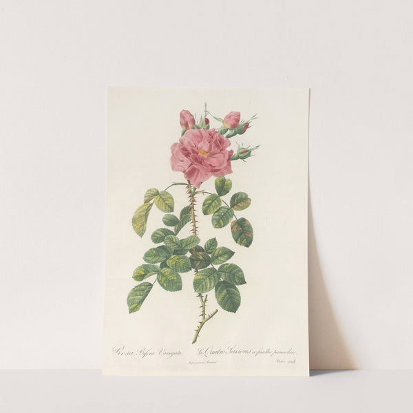 Rosa Bifera Variegata by Pierre Joseph Redouté
