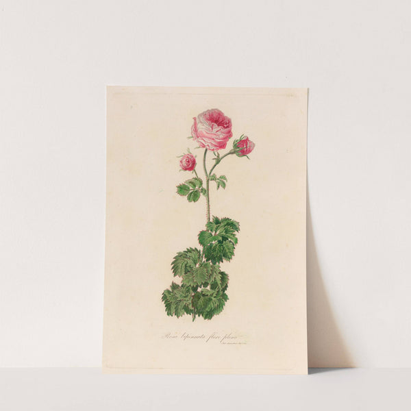 Rosa bipinnata flore pleno (1818-1824) by Gaetano Savi