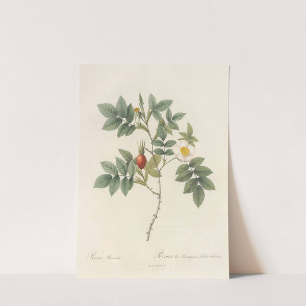 Rosa Biserrata (1817 - 1824) by Pierre Joseph Redouté