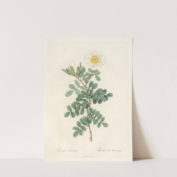 Rosa Bracteata (1817 - 1824) by Pierre Joseph Redouté