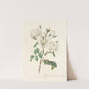 Rosa Campanulata Alba by Pierre Joseph Redouté