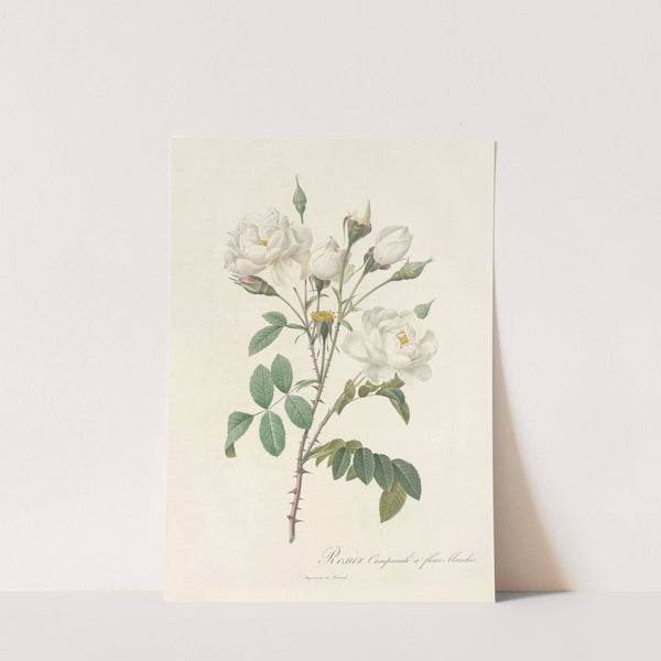 Rosa Campanulata Alba by Pierre Joseph Redouté