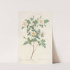 Rosa Candolleana Elegans by Pierre Joseph Redouté