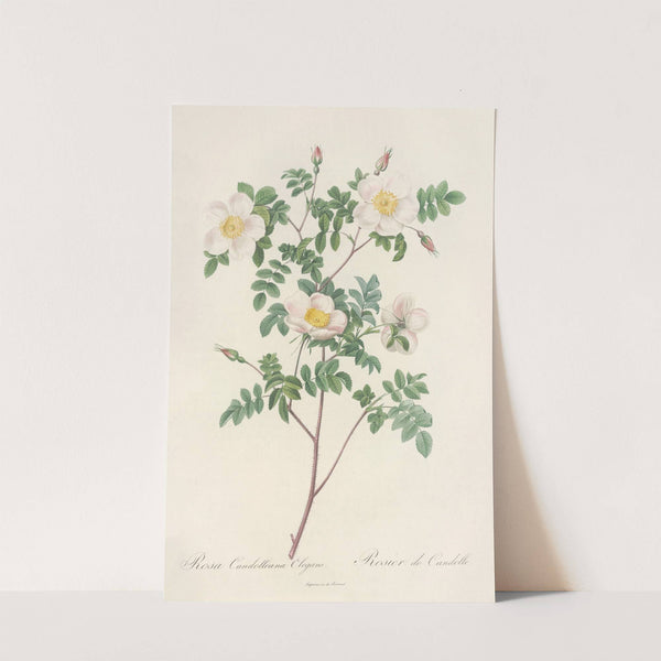 Rosa Candolleana Elegans by Pierre Joseph Redouté
