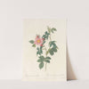 Rosa Canina Grandiflora by Pierre Joseph Redouté