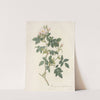 Rosa Canina Nitens by Pierre Joseph Redouté