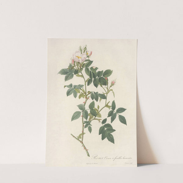 Rosa Canina Nitens by Pierre Joseph Redouté
