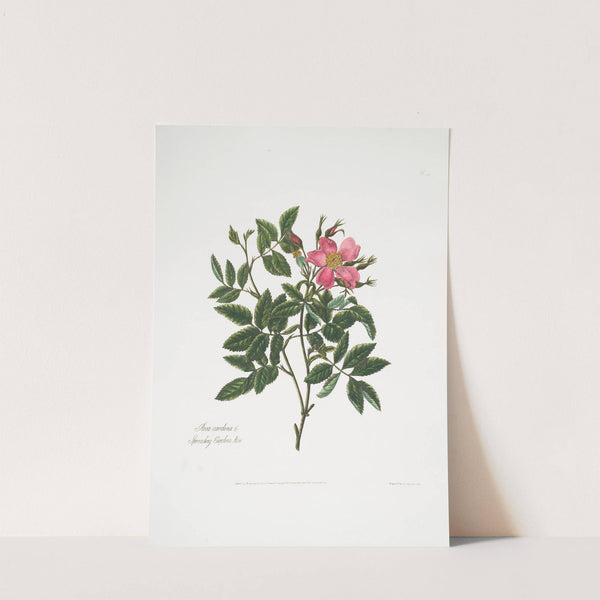 Rosa cardina by Mary Lawrance