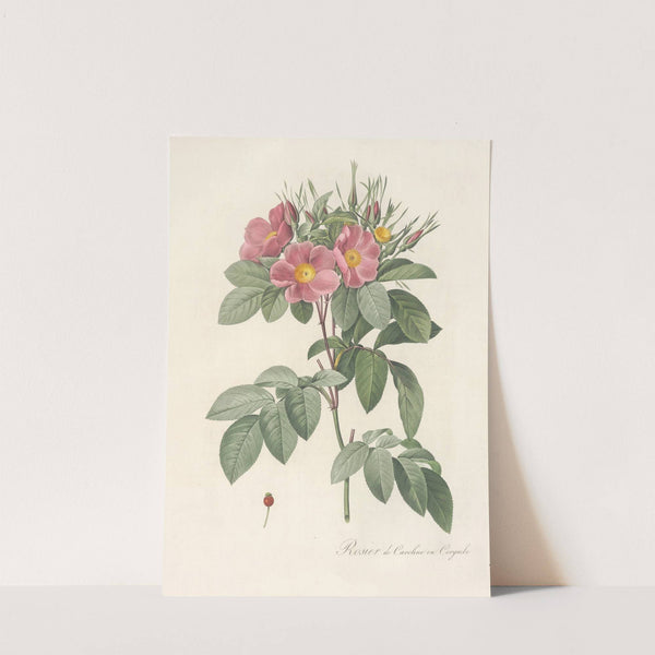 Rosa Carolina Corymbosa by Pierre Joseph Redouté