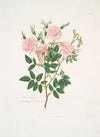 Rosa Carolina