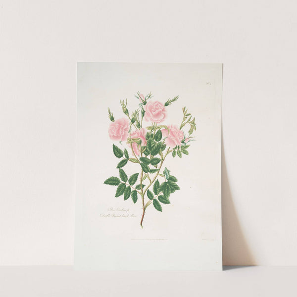 Rosa Carolina by Mary Lawrance