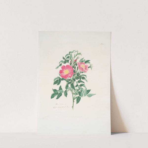 Rosa carolina2 by Mary Lawrance