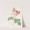 Rosa Centifolia by Pierre Joseph Redouté