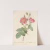 Rosa Centifolia Anemonoides by Pierre Joseph Redouté