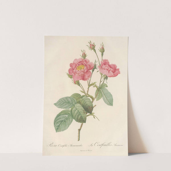Rosa Centifolia Anemonoides by Pierre Joseph Redouté