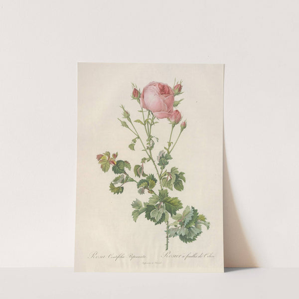 Rosa Centifolia Bipinnata by Pierre Joseph Redouté