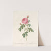 Rosa Centifolia Burgundiaca by Pierre Joseph Redouté