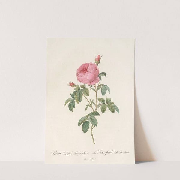 Rosa Centifolia Burgundiaca by Pierre Joseph Redouté