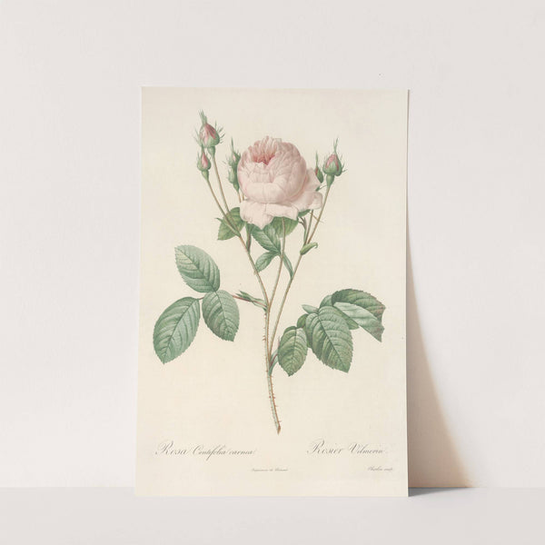 Rosa Centifolia Carnea by Pierre Joseph Redouté