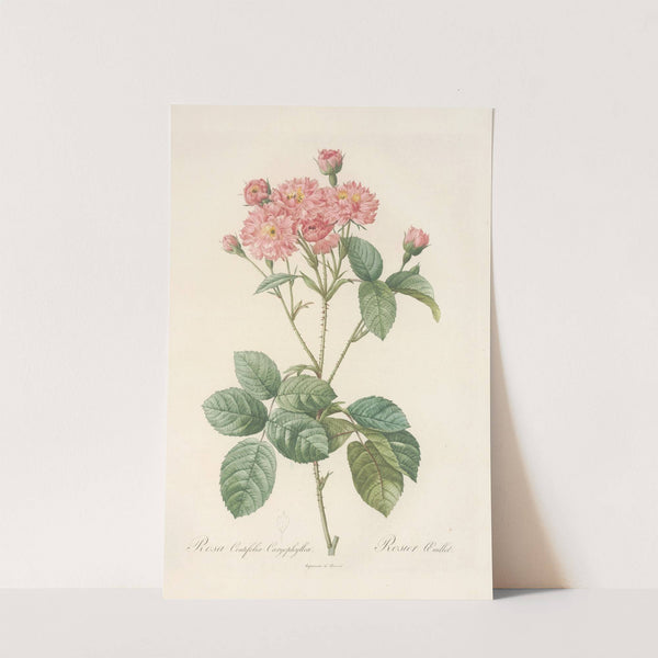 Rosa Centifolia Caryophyllea by Pierre Joseph Redouté