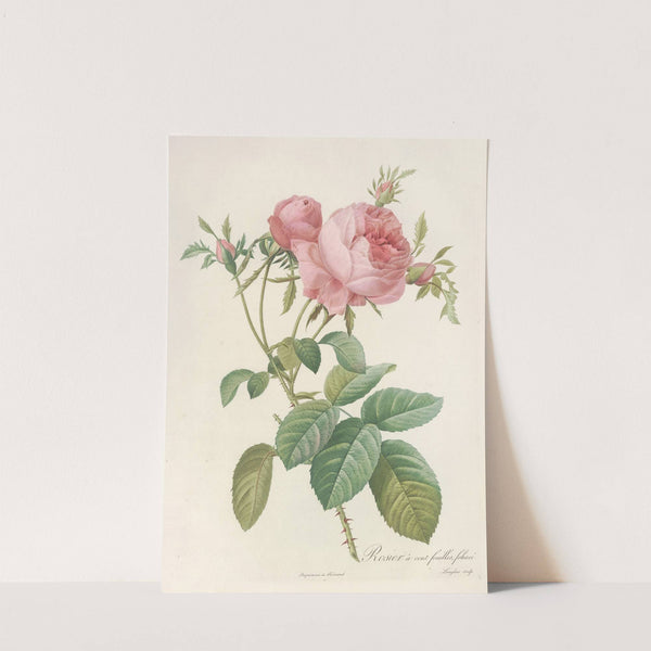 Rosa Centifolia Foliacea by Pierre Joseph Redouté