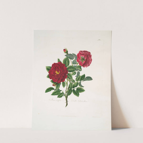 Rosa centifolia by Mary Lawrance