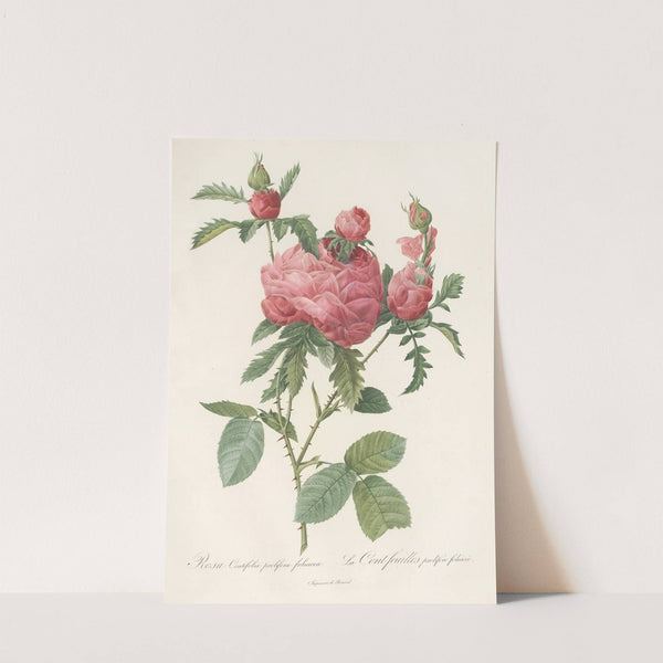 Rosa Centifolia Prolifera Foliacea by Pierre Joseph Redouté