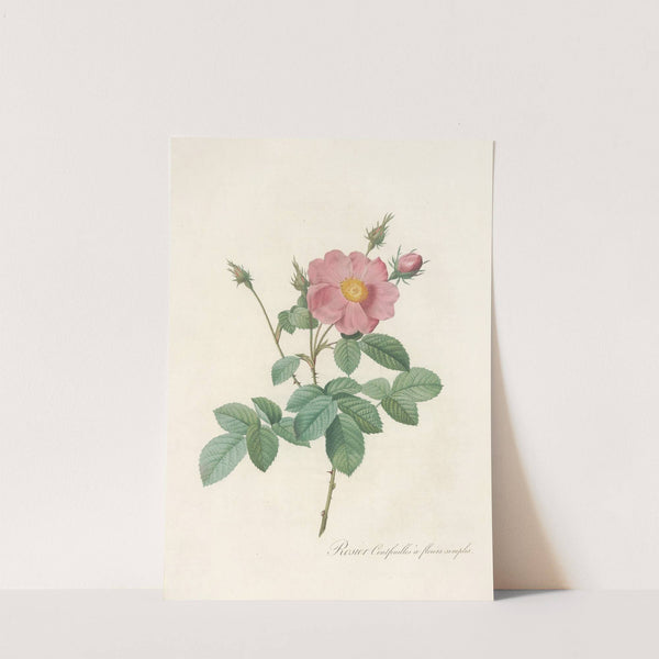 Rosa Centifolia Simplex by Pierre Joseph Redouté