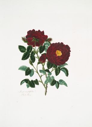 Rosa centifolia4