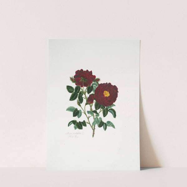 Rosa centifolia4 by Mary Lawrance