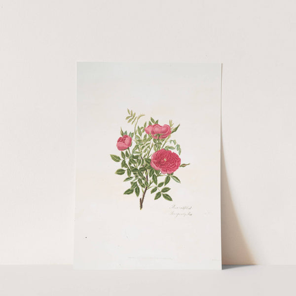 Rosa centifolia5 by Mary Lawrance