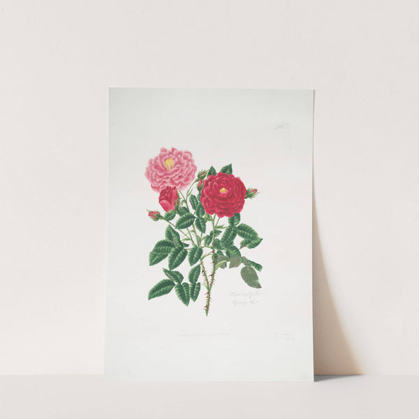 Rosa centifolia6 by Mary Lawrance