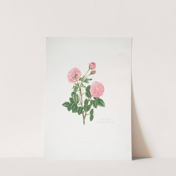 Rosa centifolia8 by Mary Lawrance