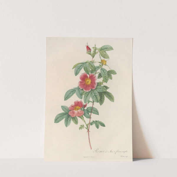 Rosa Cinnamomea Flore Simplici by Pierre Joseph Redouté
