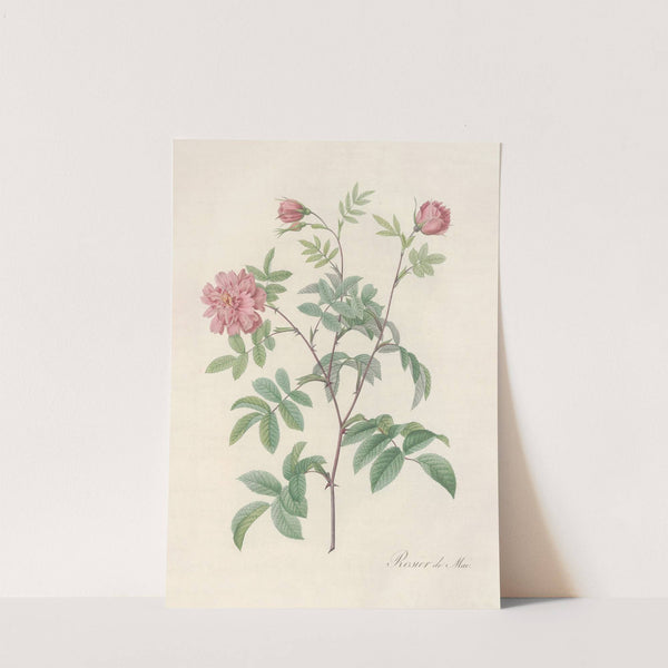 Rosa Cinnamomea Maialis by Pierre Joseph Redouté