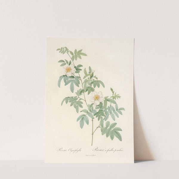 Rosa Clynophylla by Pierre Joseph Redouté