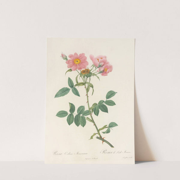 Rosa Collina Monsoniana by Pierre Joseph Redouté