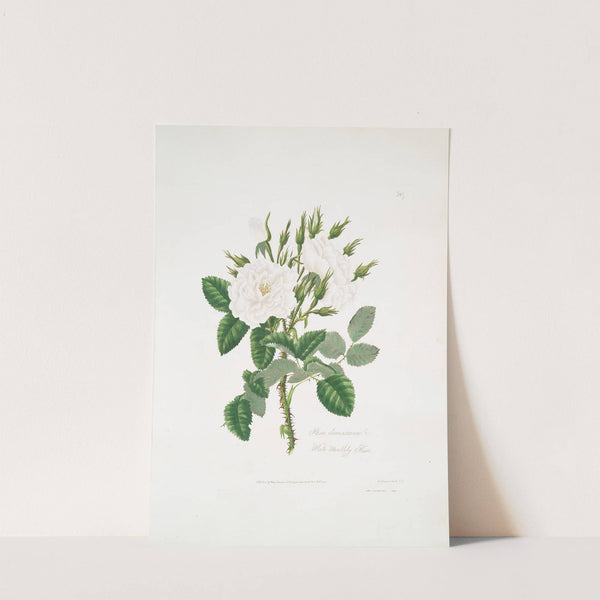 Rosa damascena 2 by Mary Lawrance