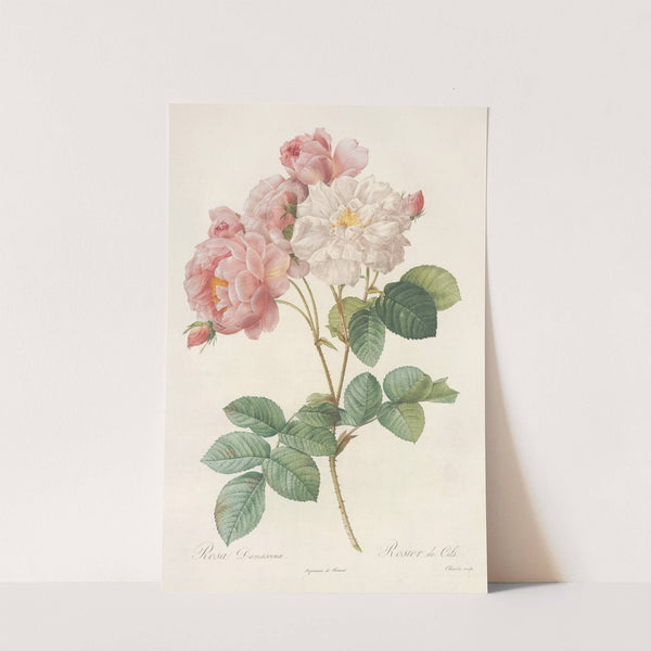 Rosa Damascena by Pierre Joseph Redouté