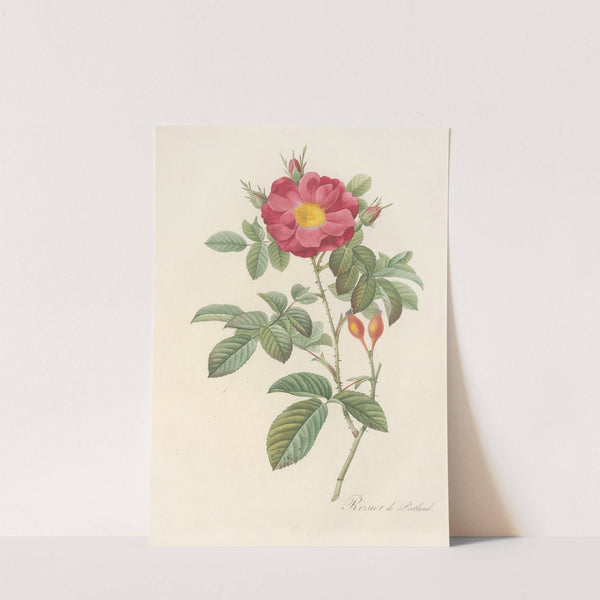 Rosa Damascena Coccinea (1817 - 1824) by Pierre Joseph Redouté