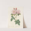 Rosa Damascena Italica by Pierre Joseph Redouté