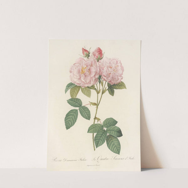 Rosa Damascena Italica by Pierre Joseph Redouté