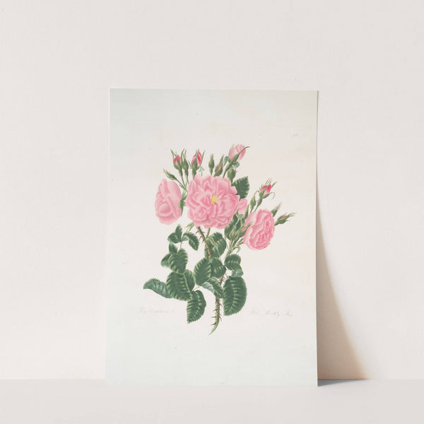 Rosa damascena by Mary Lawrance